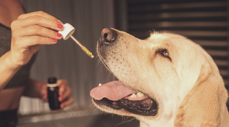 Important Tips for Choosing the Best CBD Oil for Dogs